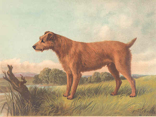 r_terrier_1880