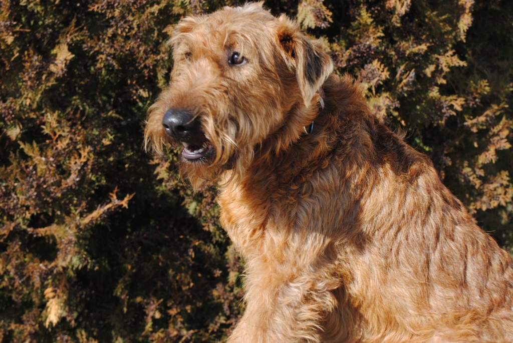 Rufus_015