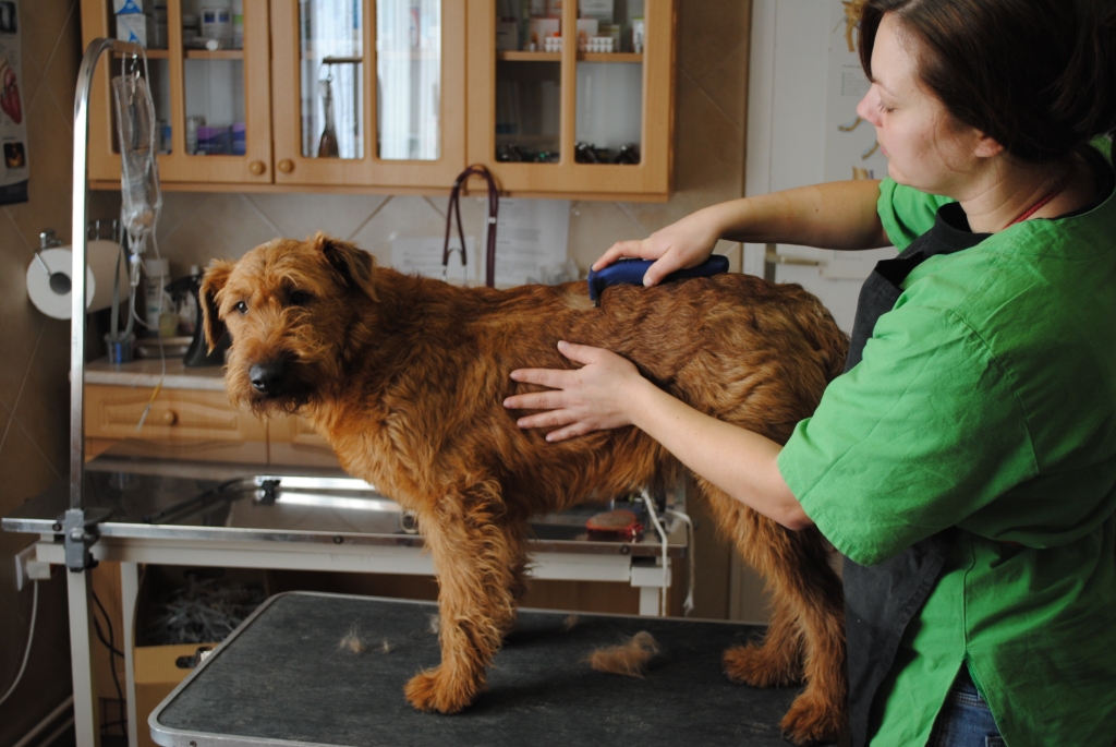 Rufus_021