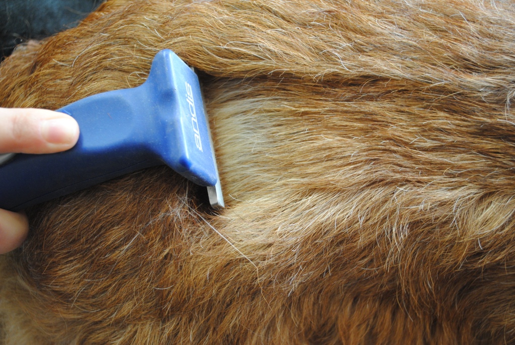 Rufus_027