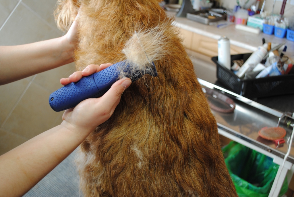 Rufus_030