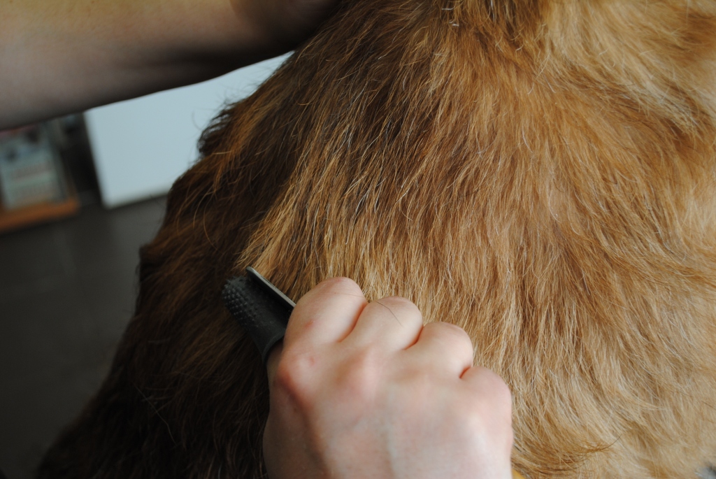 Rufus_034