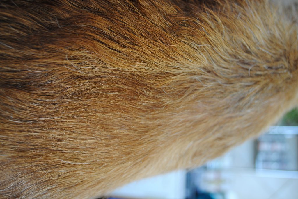 Rufus_042