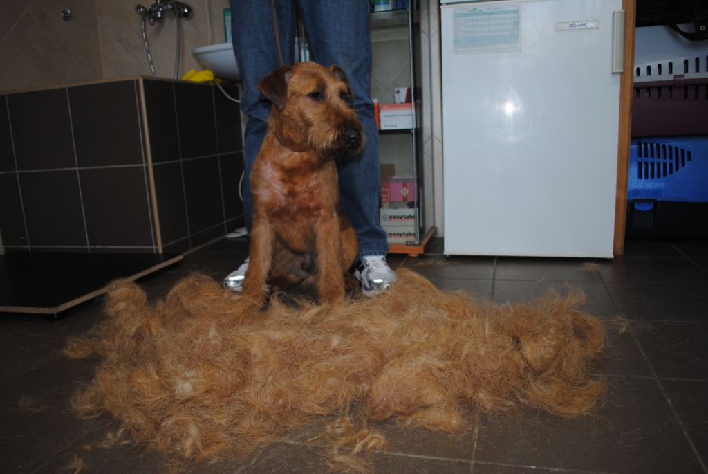 Rufus_082