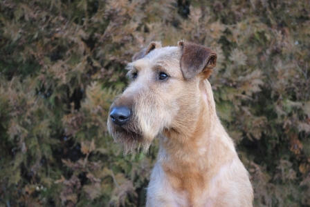 Rufus_105