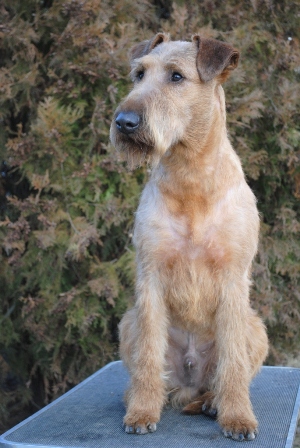 Rufus_111