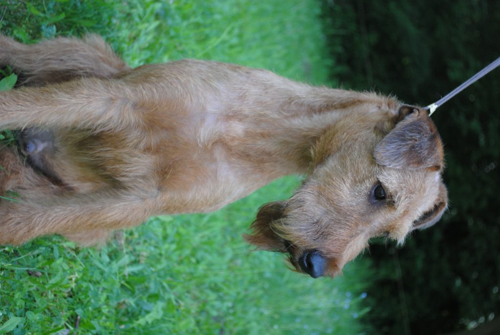 Rozsdás