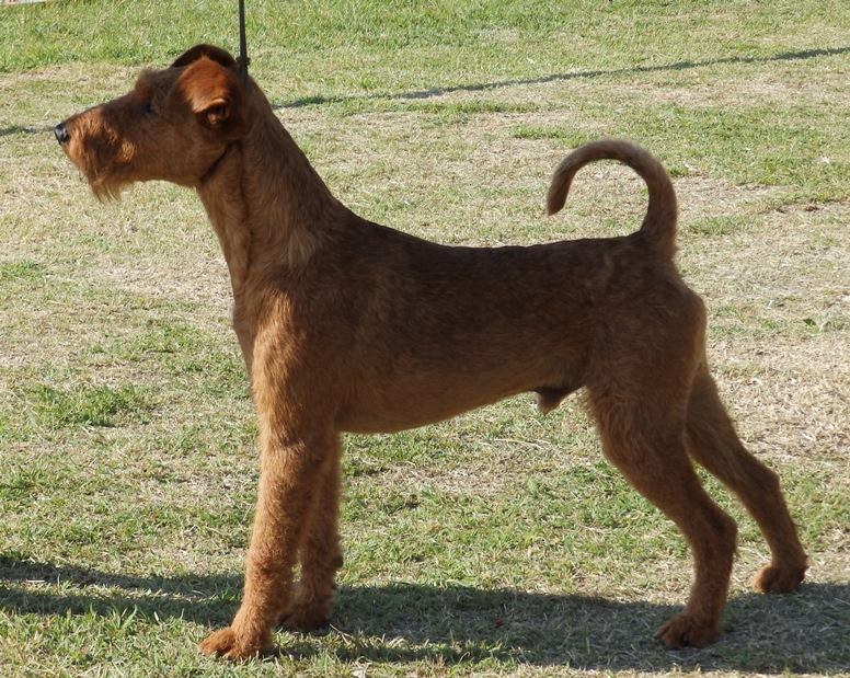 Aibo